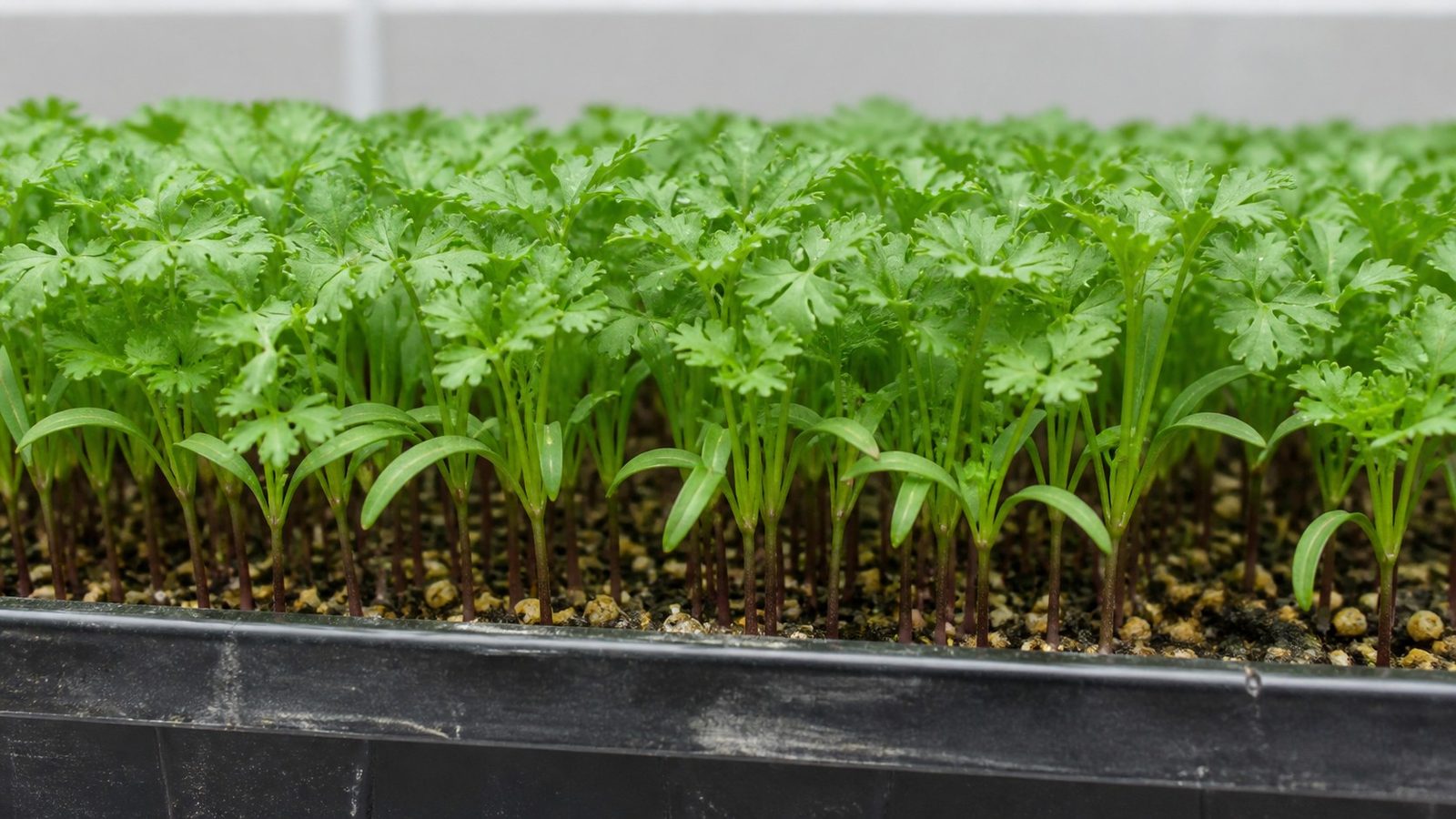 A 1020 tray of chervil microgreens at harvest stage photographed side on at canopy height, showing a fine delicate green canopy of intricate curled true leaves divided into flat rounded toothed lobes, carried on slender green stems that darken to a reddish purple at the base, with a pair of narrow strap-shaped cotyledons still held below each true leaf