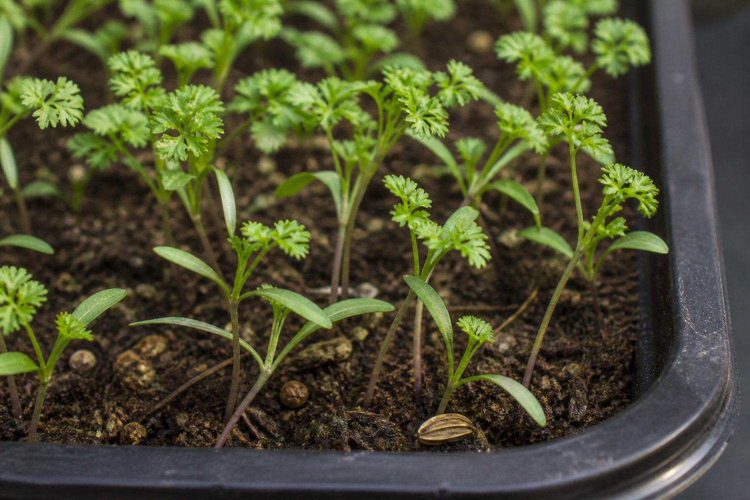 A close macro photograph of chervil microgreens at the curled true leaf stage, showing intricate green leaves divided into flat rounded toothed lobes with a curled edge, on slender green stems that darken to a reddish purple at the base, above a pair of narrow strap-shaped cotyledons