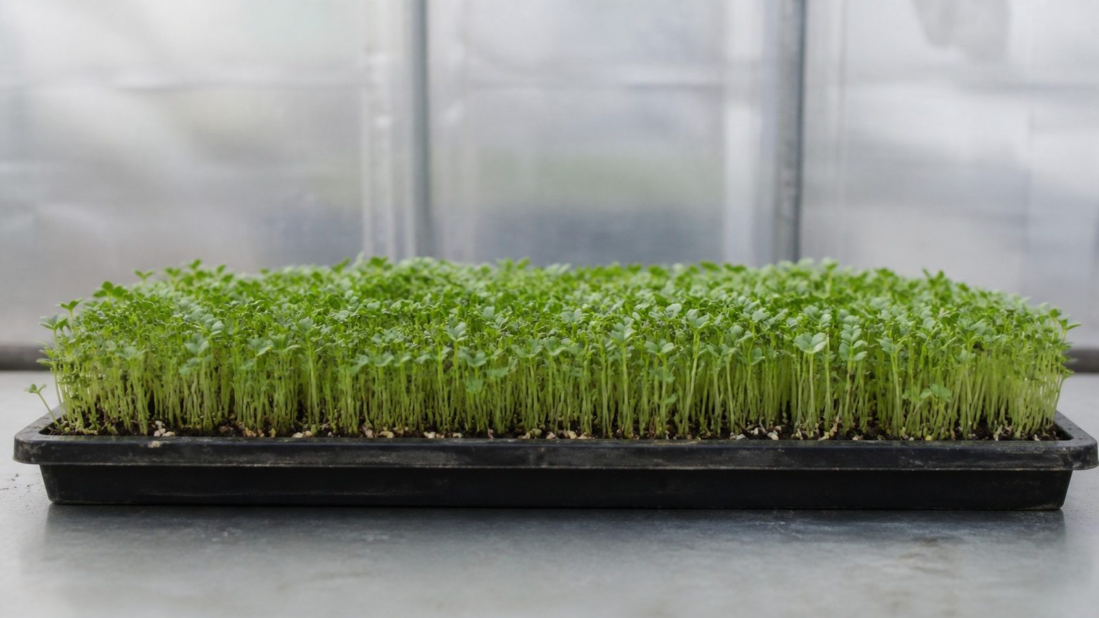 A 1020 tray of chia microgreens at harvest stage photographed side on at canopy height, showing a dense low even carpet of paired small oval green cotyledons on slender pale green stems, with small dark seed hulls visible at the medium line