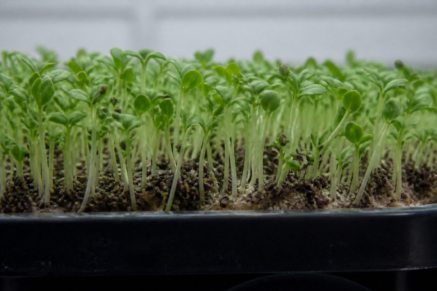 A close macro photograph of a chia microgreen tray at the medium line, showing slender pale green stems, paired small oval green cotyledons, and translucent seed mucilage with small dark seed hulls visible among the stems