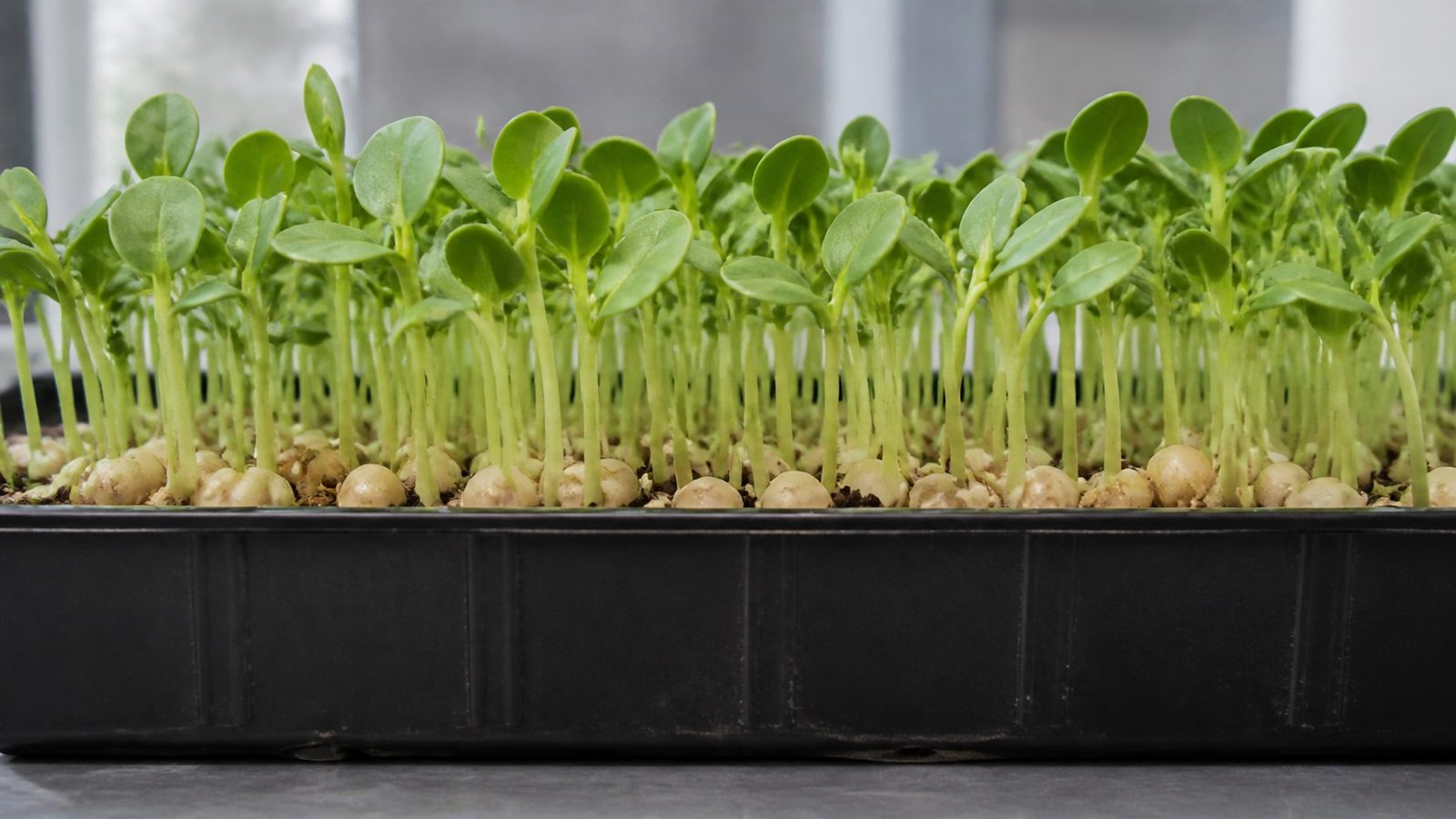 A 1020 tray of chickpea shoots at harvest stage photographed side on at canopy height, showing thick upright green shoots roughly three inches high carrying fully expanded cotyledons, above a layer of large pale swollen chickpea seeds and loose seed coats at the medium line