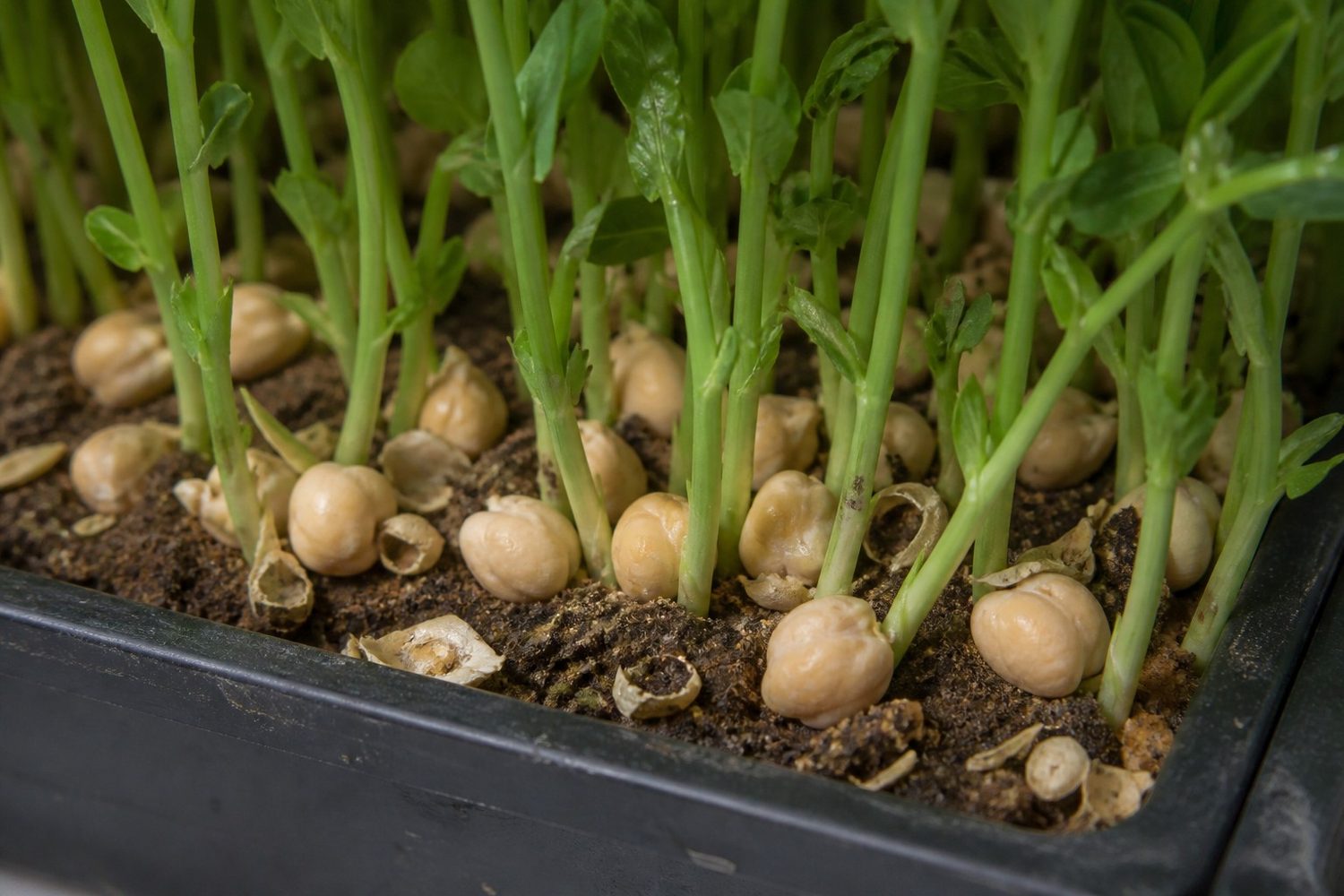 A close macro photograph at the medium line of a chickpea shoot tray, showing large pale swollen chickpea seeds with detached loose seed coats among the bases of thick upright green shoots