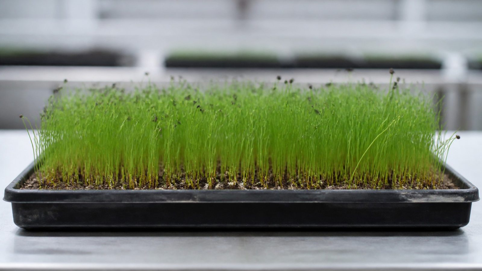 A 1020 tray of chive microgreens at harvest stage photographed side on at canopy height, showing an even fine mat of very slender grass-like green blades, mostly upright with many arching over in a loop where a dark purple-black seed hull is still clamped on the tip and weighs it down