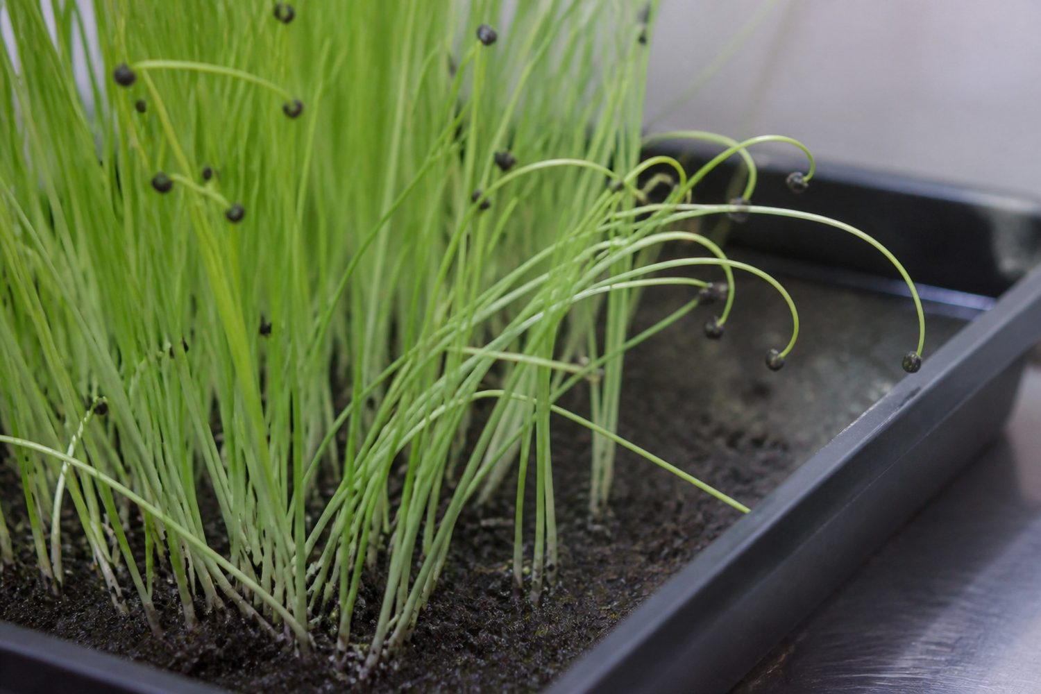 A close macro photograph of chive microgreens at harvest, showing very slender pale yellow-green to green grass-like blades, several of them arching over in a loop under the weight of a dark purple-black seed hull still clamped on the tip