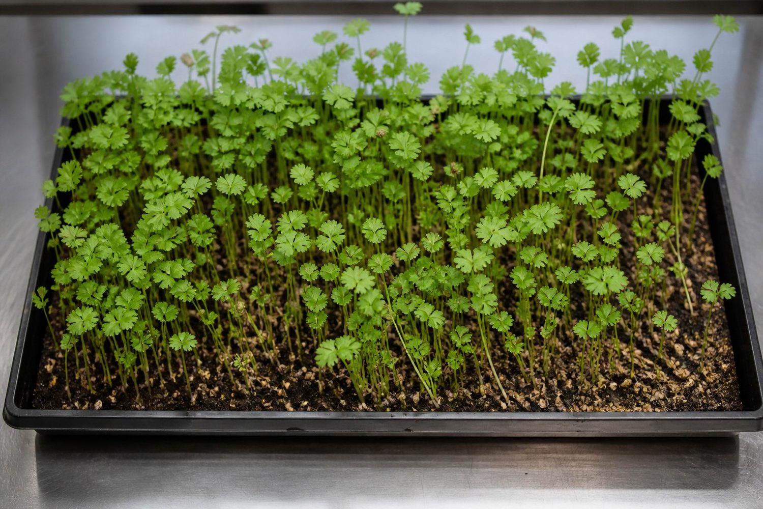 A close overhead photograph of a cilantro microgreen tray at harvest, showing tall slender stems with scalloped first true leaves and several round tan seed husks still riding up on the young plants, with more shed husks scattered across the medium below
