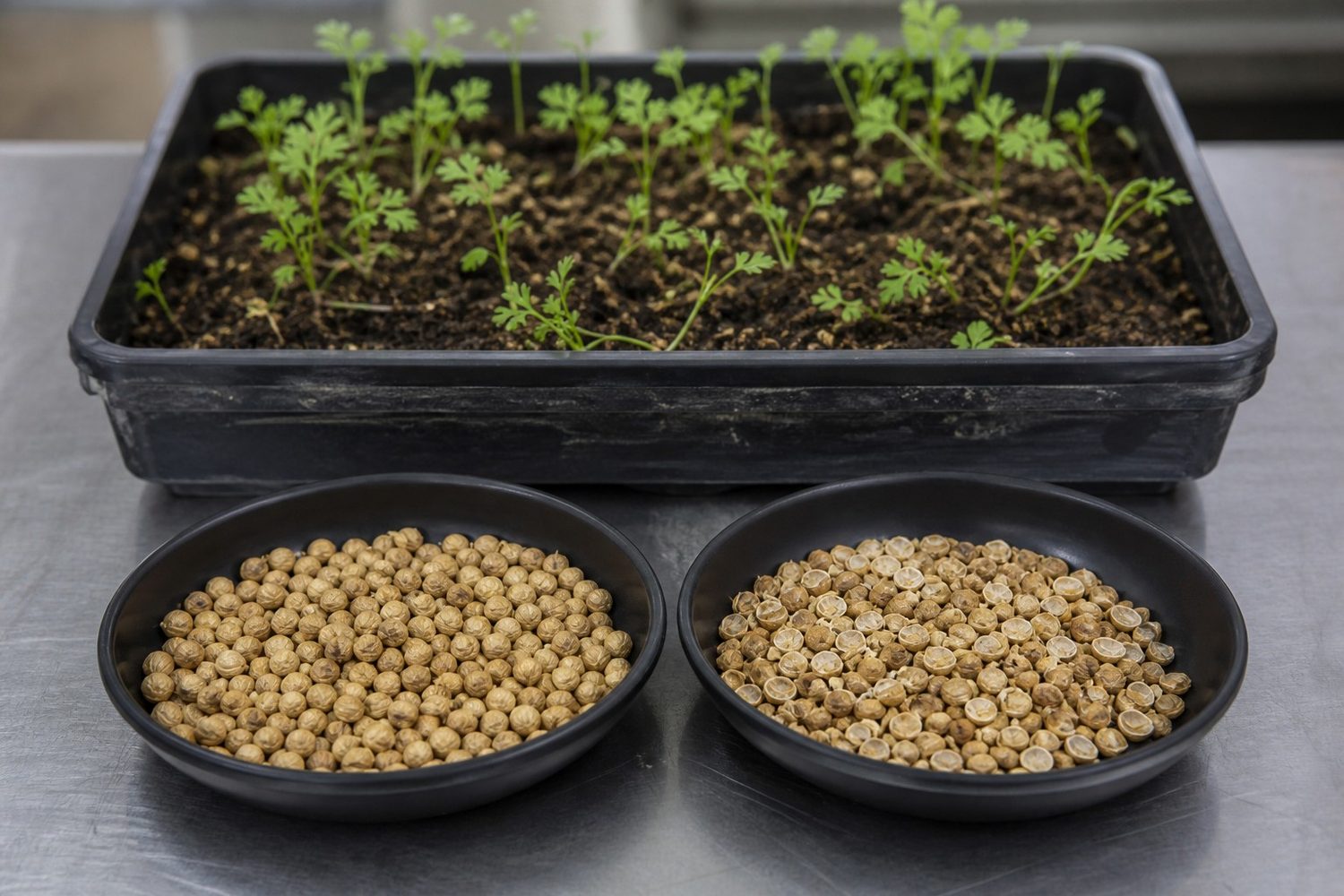 Two shallow dishes side by side on a working bench, the left holding round intact tan coriander fruits and the right holding mechanically split seed showing the divided halves, with a levelled 1020 tray of growing medium behind them