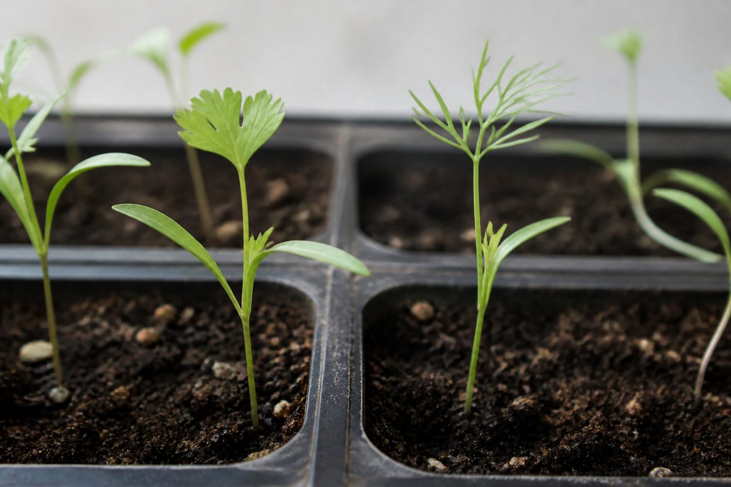 A close side-on comparison at first true leaf, cilantro on the left showing a scalloped true leaf above long narrow strap-shaped cotyledons on a slender stem, dill on the right showing a finely divided feathery true leaf, both on tall medium-green stems