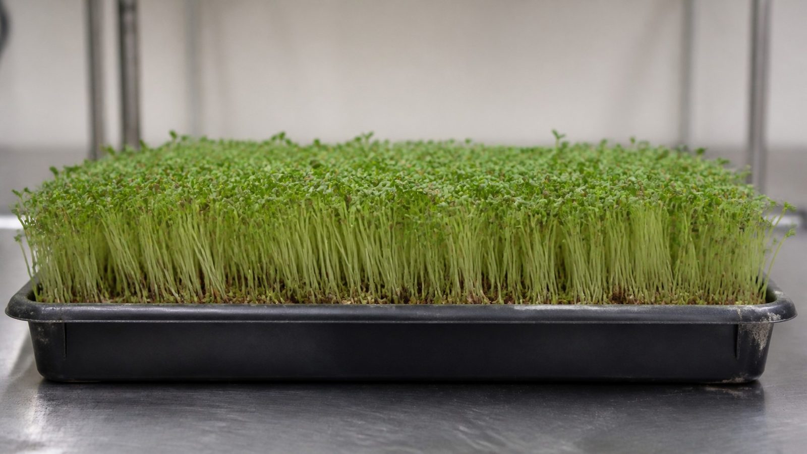 A 1020 tray of red clover microgreens at harvest photographed side on at canopy height, showing a dense even carpet of very slender pale green to whitish stems topped by two tiny rounded green cotyledons, fine textured rather than thick stemmed, with pale seed hulls caught in the canopy