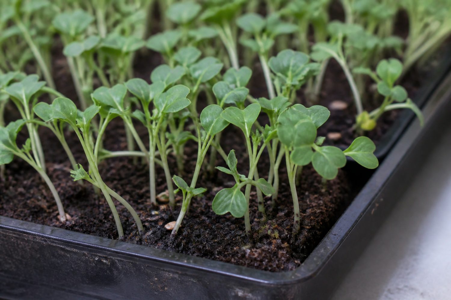A close macro photograph of collard microgreens at first true leaf, showing fine pale cream to light green stems and small rounded to shallowly heart-shaped mid-green cotyledons above dark growing medium