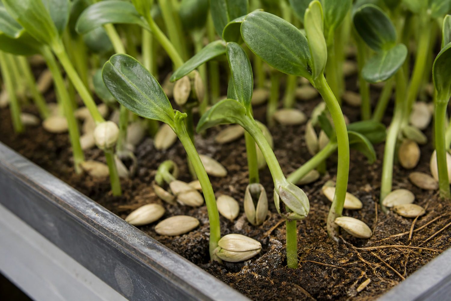 A close macro photograph at the medium line of a cucumber microgreen tray, showing thick dark green stems rising from large pale split cucumber seed coats resting on the growing medium