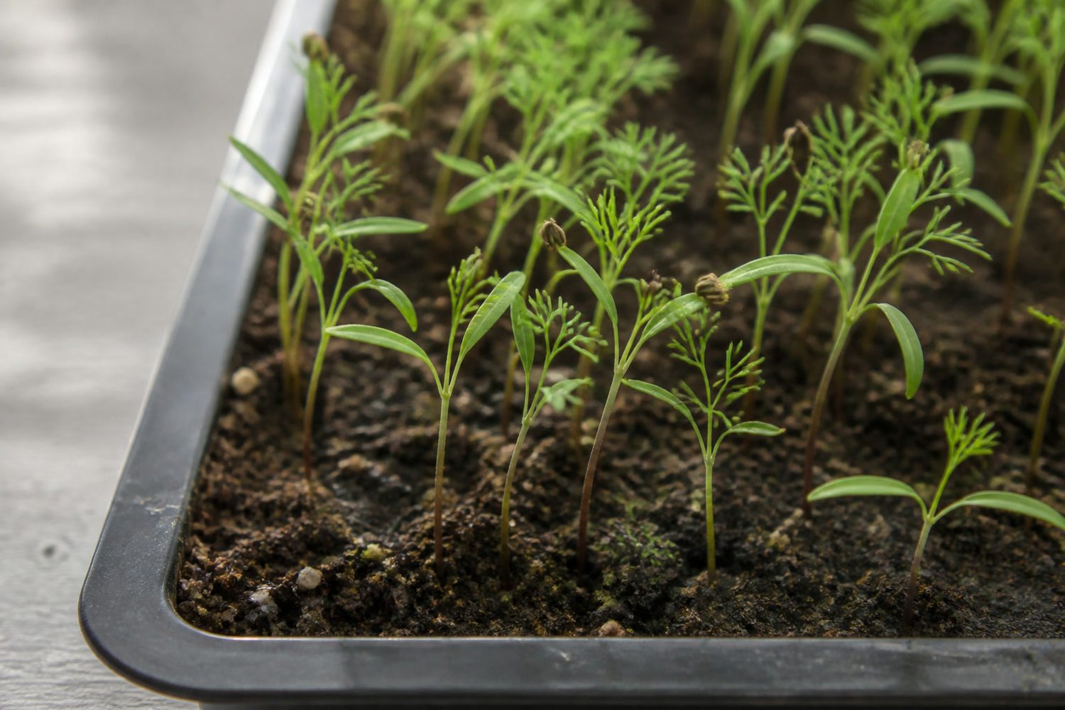 A close macro photograph of dill microgreens at first true leaf, showing slender pale green stems that darken to a reddish brown at the base, each carrying a pair of long narrow strap-shaped cotyledons below feathery finely divided medium green true leaves, with a few dark dill seed hulls visible near the tips