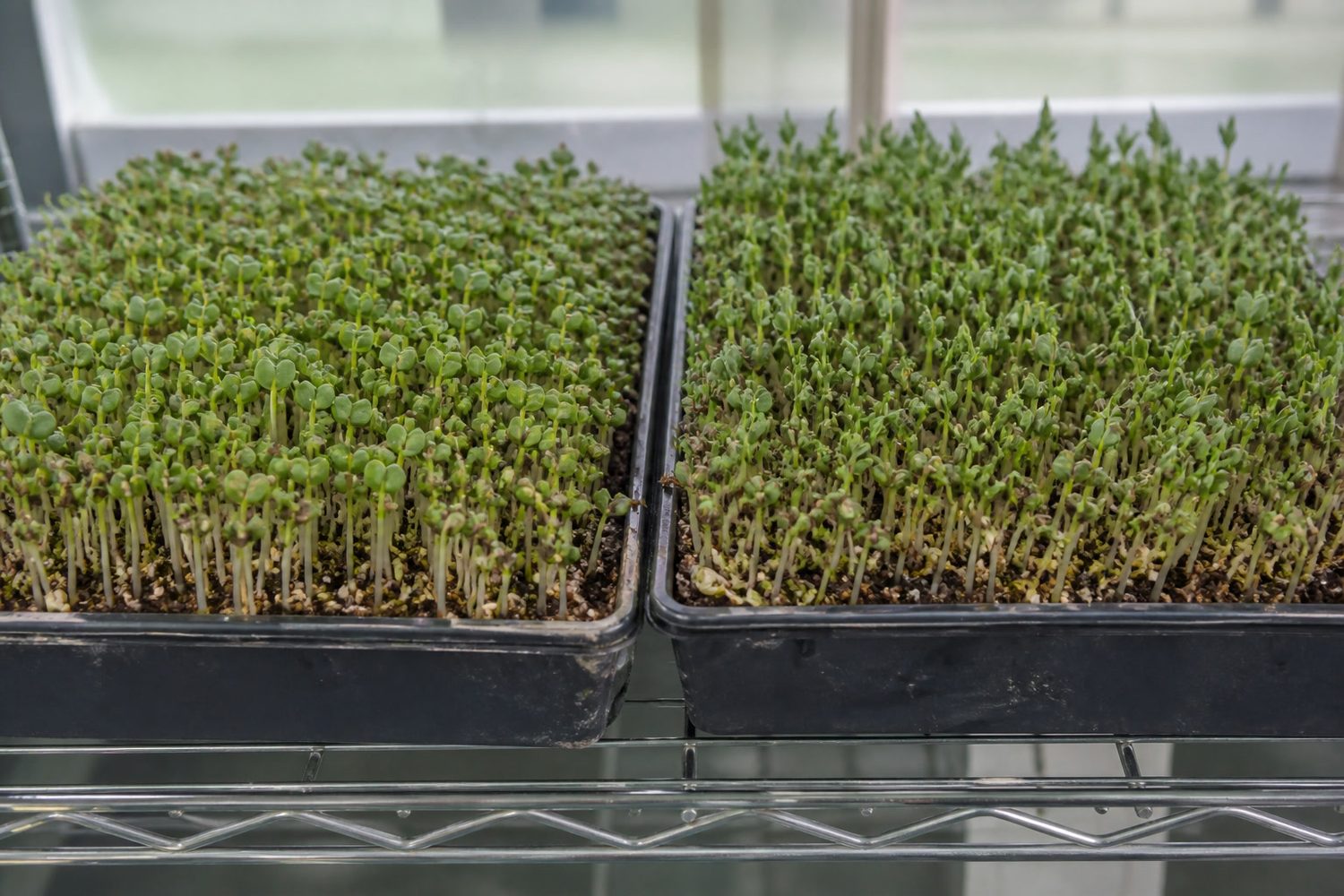 Two 1020 trays of endive microgreens side by side photographed side on at canopy height, the left at fully opened green cotyledons on pale stems at least an inch tall with tan seed hulls retained in the canopy, the right three days later with the first true leaves visibly pushing up through the same canopy