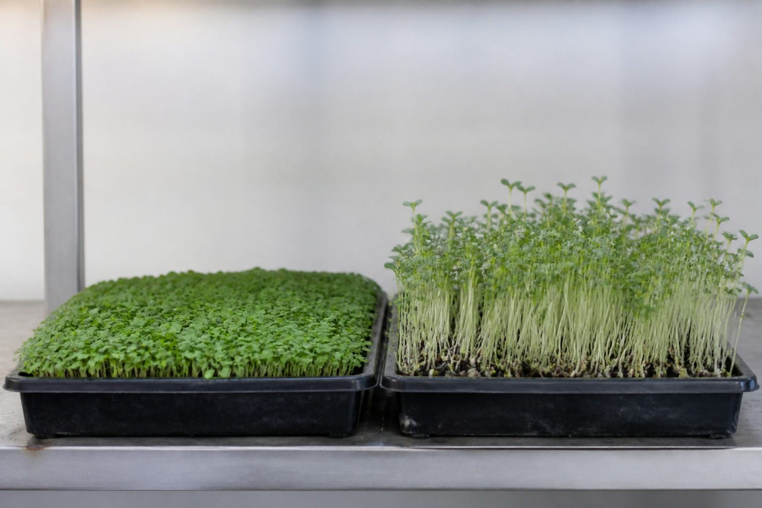 A 1020 tray of endive microgreens beside a 1020 tray of broccoli microgreens photographed side on at canopy height, the endive a low wide mat that has spread sideways to close its canopy and the broccoli standing visibly taller on fine white stems