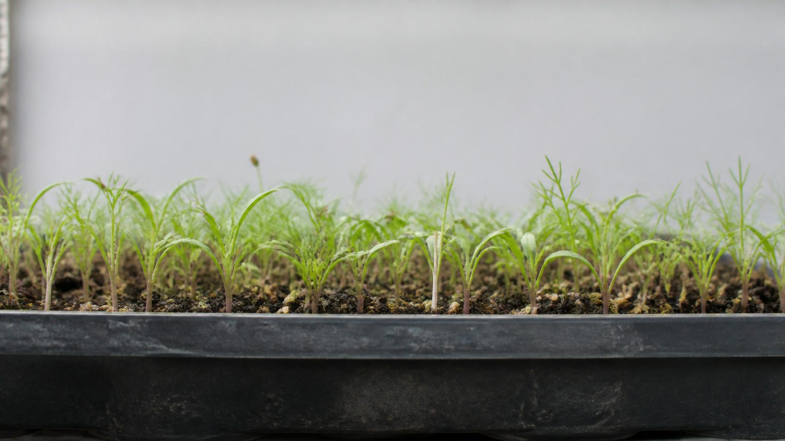 A 1020 tray of fennel microgreens at harvest stage photographed side on at canopy height, showing a sparse low carpet of slender pale white to pale green stems that darken to a reddish brown at the base, each carrying a pair of long narrow strap-shaped cotyledons arcing outward with a fine yellow-green feathery frond rising between them, and a few brown seed hulls still attached at the tips