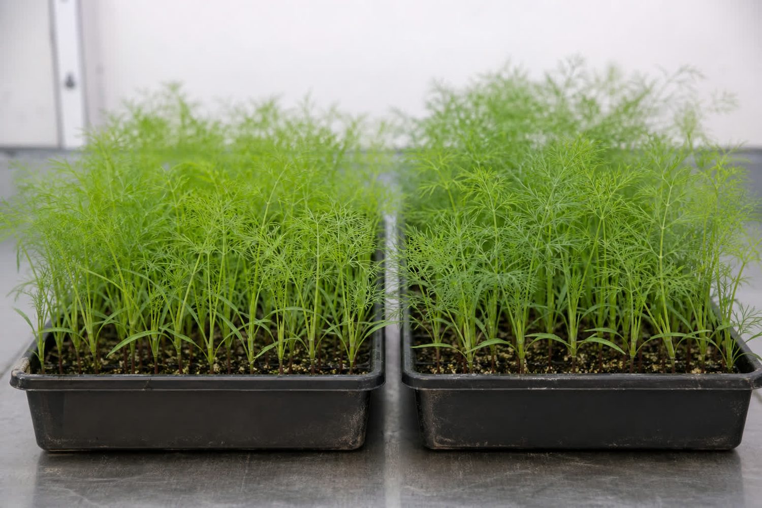 Two 1020 trays photographed side on at canopy height, fennel on the left and dill on the right, both showing fine feathery yellow-green fronds rising between a pair of long narrow strap-shaped cotyledons, on slender pale stems with a reddish brown base, at similar height and close enough in appearance that the trays are hard to tell apart