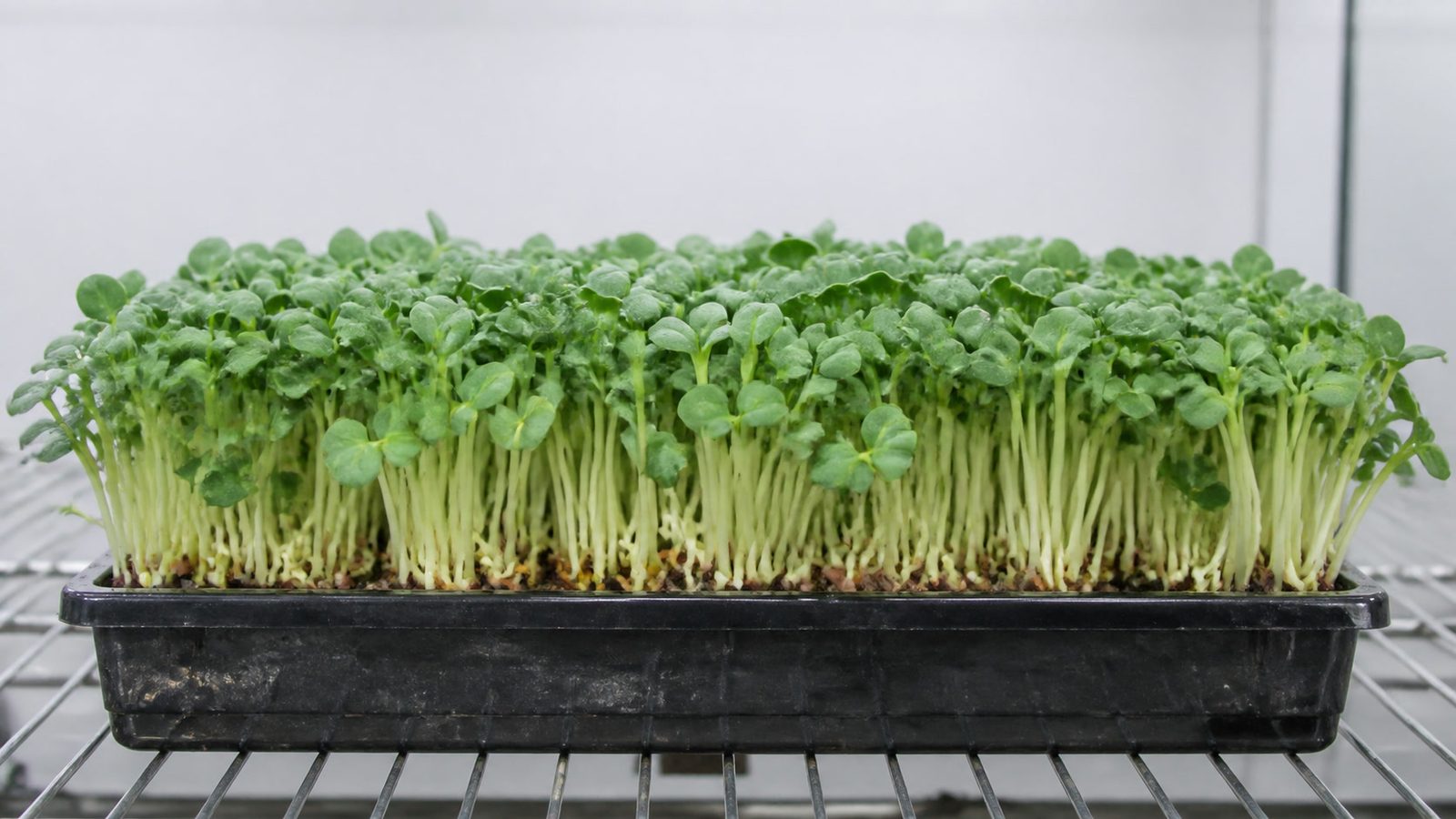 A 1020 tray of fenugreek microgreens at harvest stage photographed side on at canopy height, showing a dense stand of comparatively stout pale cream to light green stems, many with a slight curl near the base, carrying thick paired green cotyledons, with tan seed hulls visible at the medium line