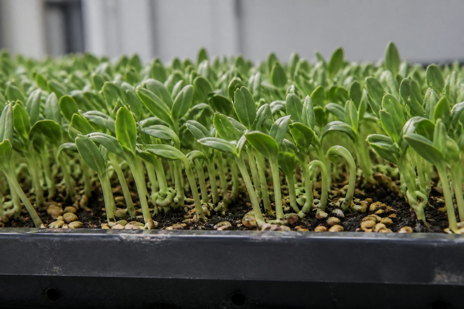 A 1020 tray of fenugreek microgreens photographed side on at canopy height, showing stout pale stems with a visible curl near the base carrying thick paired green cotyledons, with large tan seed hulls scattered across the medium surface below