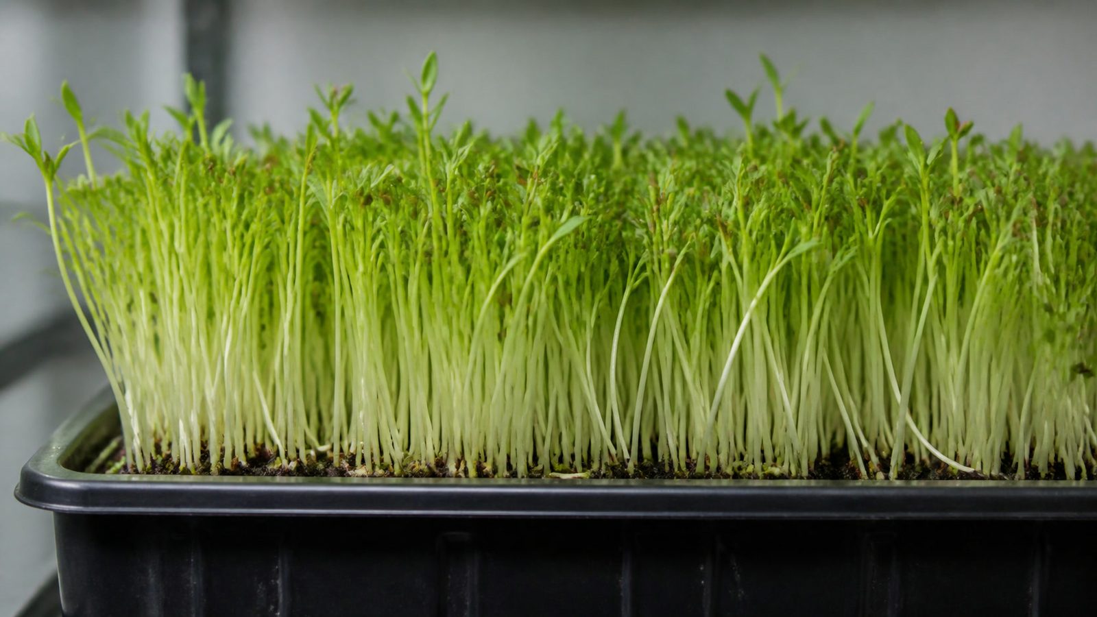 A 1020 tray of flax microgreens at harvest stage photographed side on at canopy height, showing a dense tall stand of thin pale white to light green stems topped by paired narrow-oval green cotyledons, with brown seed coats stuck as helmets on some of the leaves and seed debris held in mucilage at the medium line