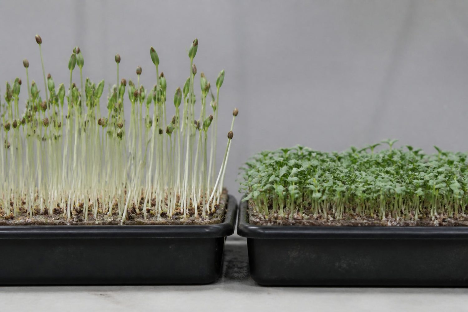 Two 1020 trays photographed side on at canopy height, flax on the left as a tall lanky stand of thin pale stems with narrow-oval cotyledons and brown seed coats stuck on some leaves, chia on the right as a shorter denser stand, both showing gelled seed debris at the medium line