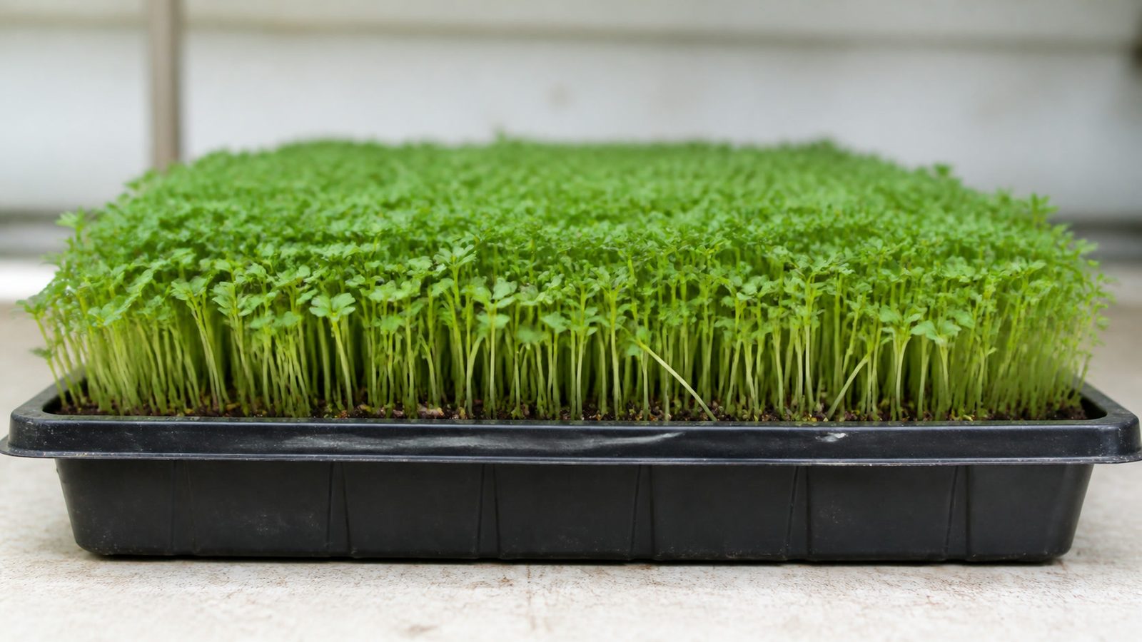 A 1020 tray of garden cress microgreens at harvest stage photographed side on at canopy height, showing a dense level carpet of fine pale green stems carrying small bright green rounded cotyledons, with the first three-lobed true leaves just beginning to show above the canopy