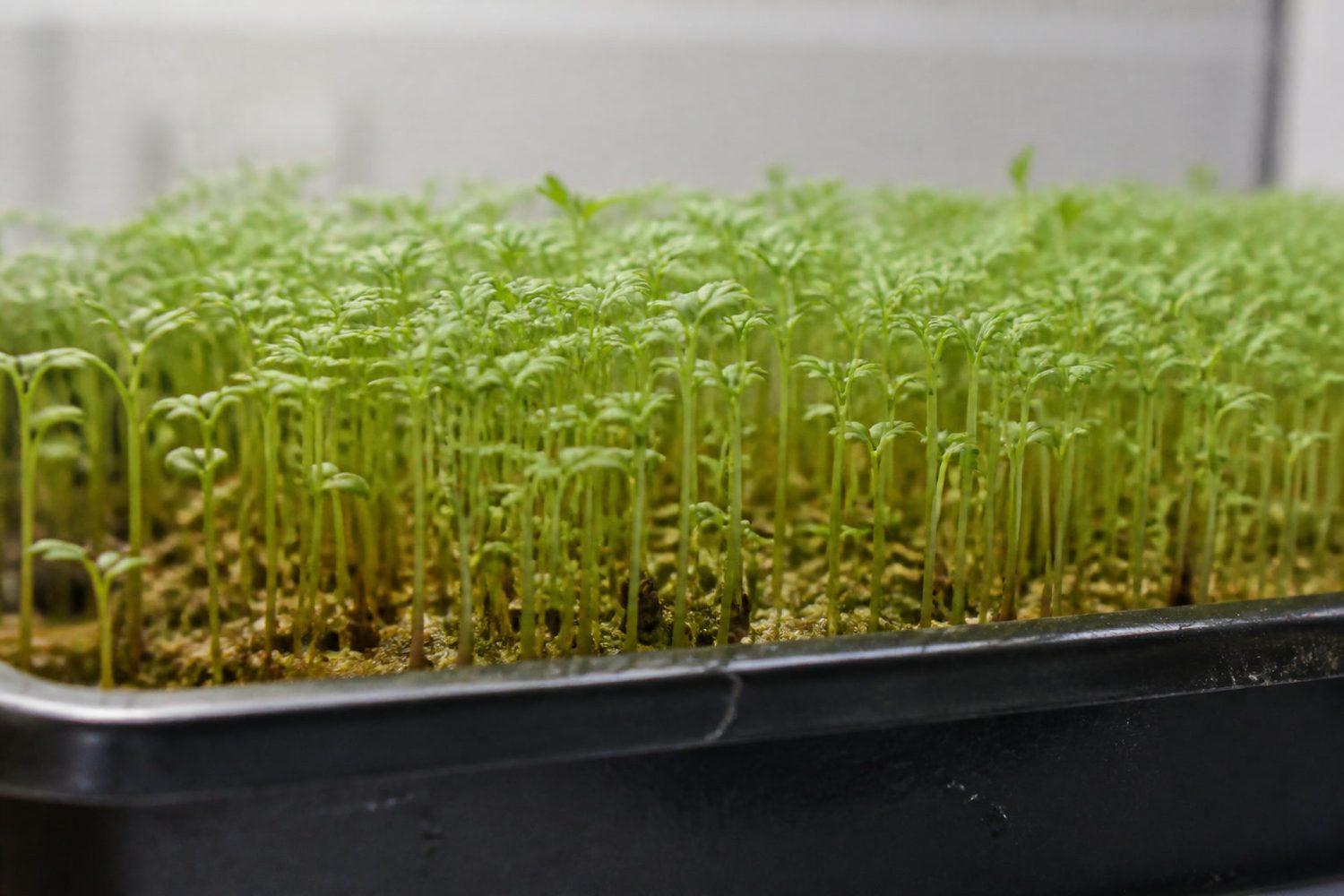 A close side-on photograph of a garden cress tray at first true leaf, showing fine pale green stems with small rounded cotyledons and the distinctive fancy three-lobed true leaves just expanded above them