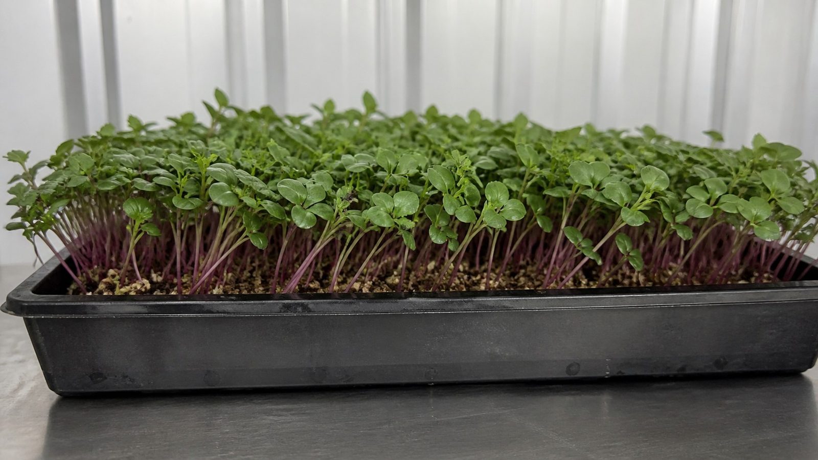 A 1020 tray of Red Russian kale microgreens at harvest stage photographed side on at canopy height, showing rounded mid-green cotyledons on fine light stems with bright purple stem color running up from the medium line and the first serrated true leaves just beginning