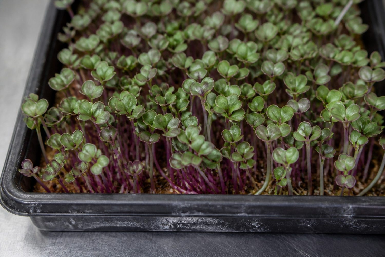 A close overhead detail of a Red Russian kale microgreen stand at harvest, showing bright purple color running up the fine stems and into the leaf margins against mid-green cotyledons