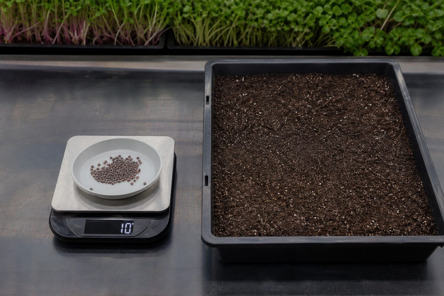 A digital kitchen scale on a working bench reading 10 grams of small round kale seed in a shallow dish, beside an empty 1020 tray of levelled growing medium