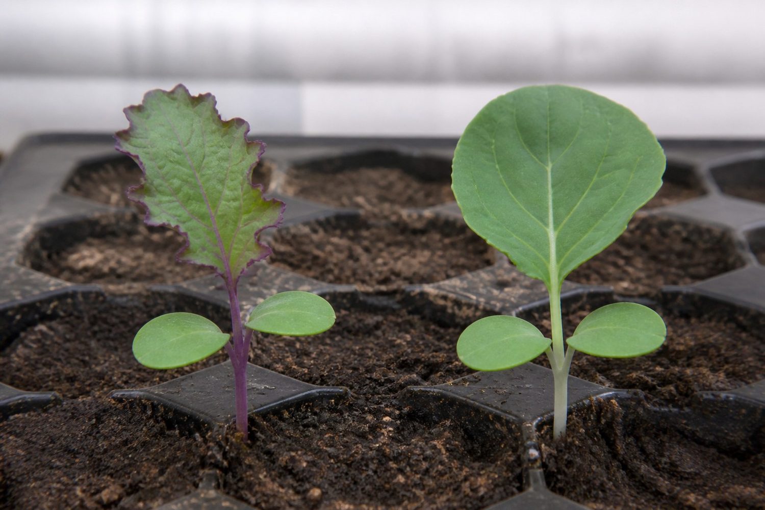 A close side-on comparison at first true leaf, Red Russian kale on the left showing a serrated true leaf with bright purple stem and leaf margins, broccoli on the right showing a smoother true leaf on a pale white stem, both above rounded mid-green cotyledons that look nearly identical