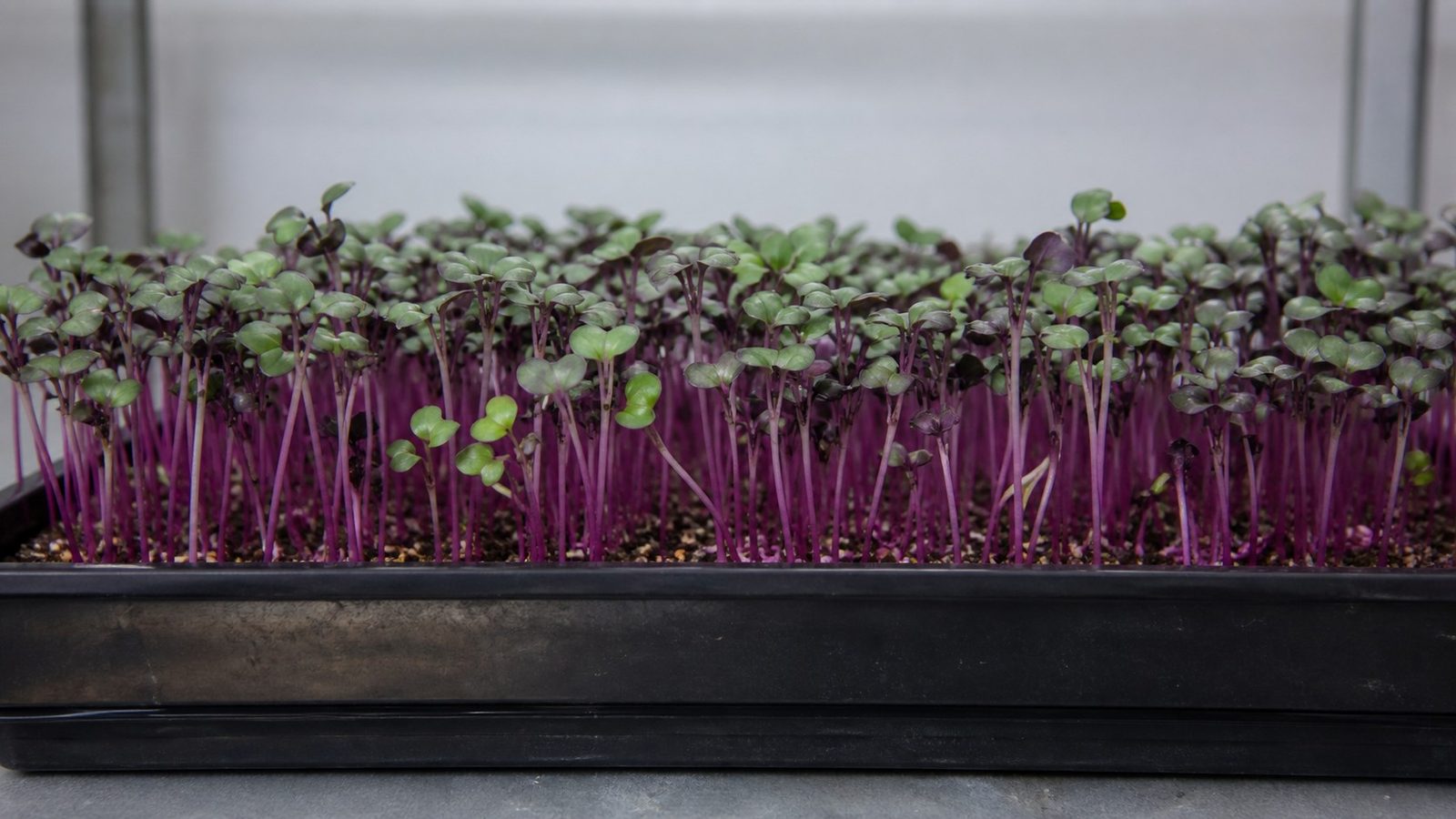A 1020 tray of purple kohlrabi microgreens at harvest stage photographed side on at canopy height, showing an even stand of slender purple to rose stems carrying dark green cotyledons tinted purple, the color strongest where the stems meet the leaves