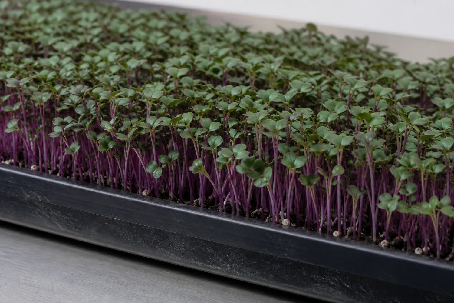 A close side-on photograph of a purple kohlrabi tray at harvest, showing slender purple to rose stems below dark green cotyledons with purple tinting, the color deepest at the junction between stem and leaf