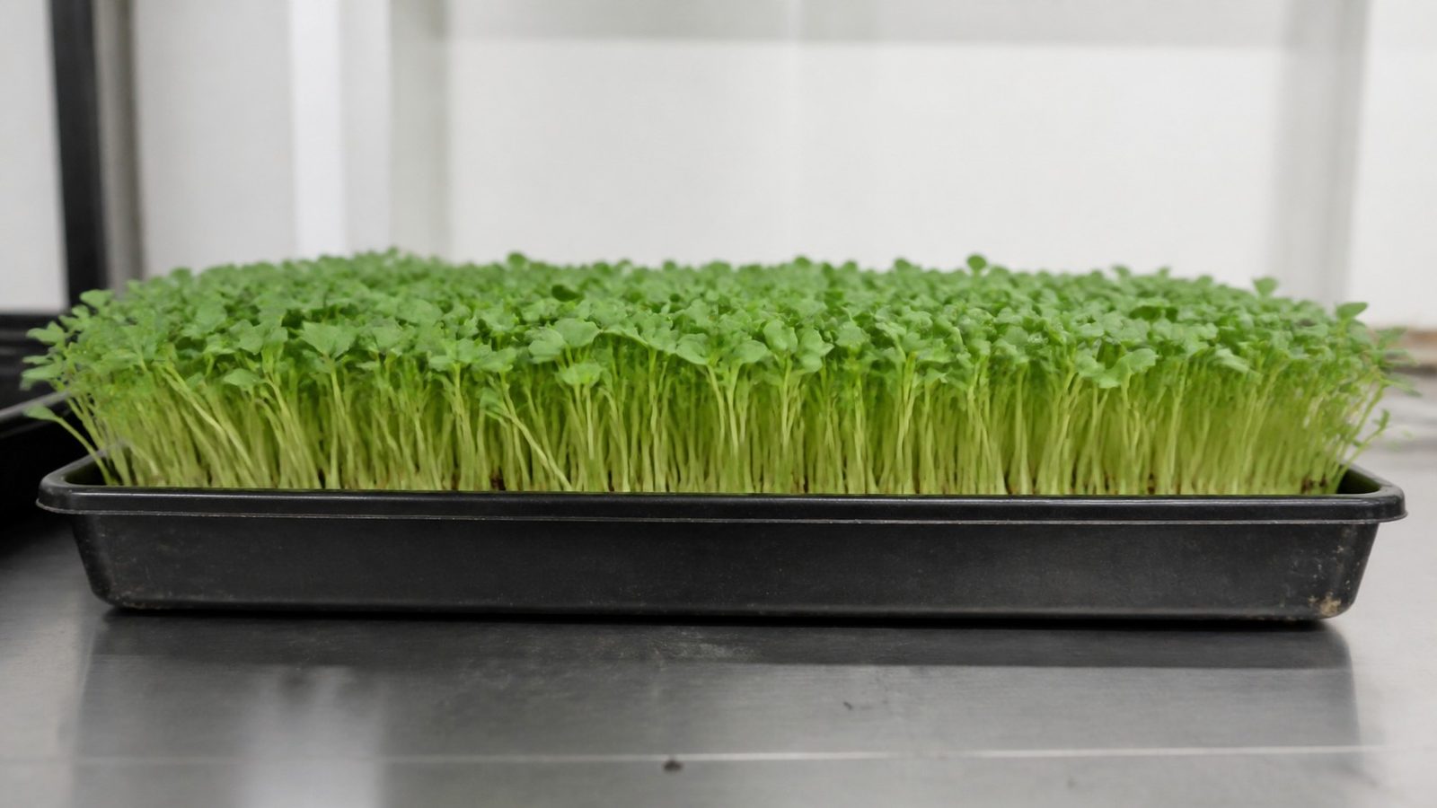 A 1020 tray of komatsuna microgreens at harvest stage photographed side on at canopy height, showing an even carpet of slender pale green to white stems carrying paired broad green cotyledons, about two to three inches tall above a fine white root mat at the medium