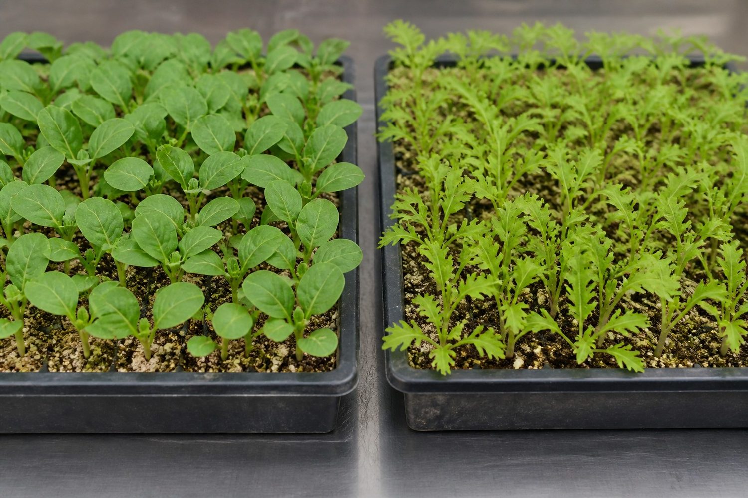 Two 1020 trays photographed side on at canopy height, komatsuna on the left with broad oval true leaves just expanded above paired cotyledons, mizuna on the right with visibly divided and fringed true leaves, the stands otherwise near identical