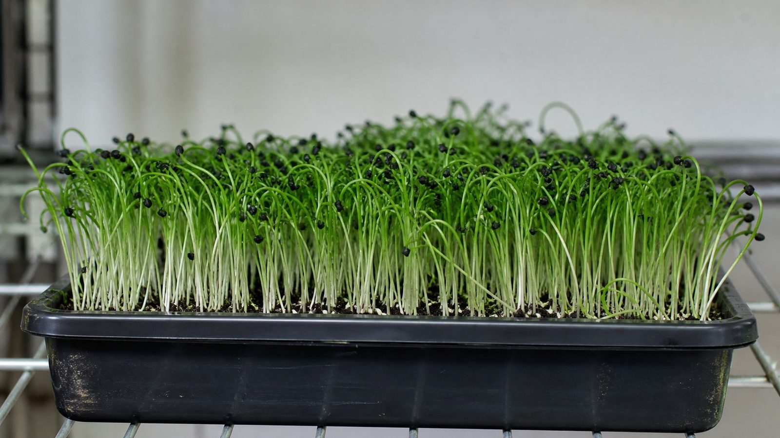 A 1020 tray of leek microgreens at harvest stage photographed side on at canopy height, showing a dense even bed of very fine thread-like bright green blades about three inches tall on pale ivory lower stems, many of them arching over in a loop where a small flat glossy black seed hull is still clamped on the tip and weighs it down