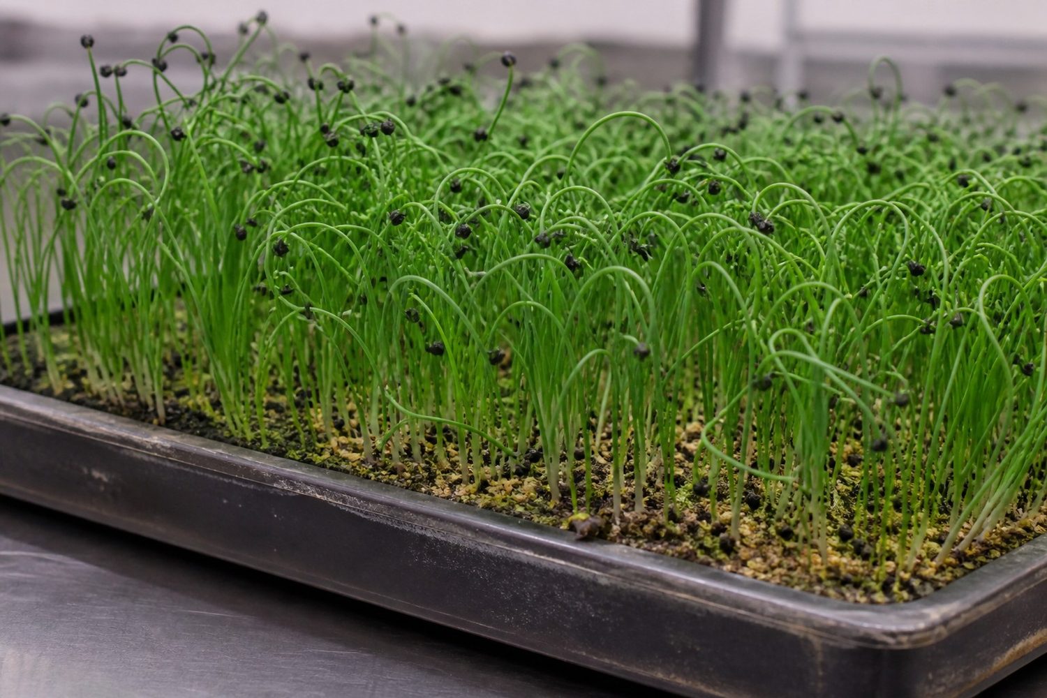 A close side-on photograph of a leek microgreen tray at harvest, showing fine thread-like bright green blades, many arching over into a full loop under the weight of a small flat glossy black seed hull still clamped on the tip