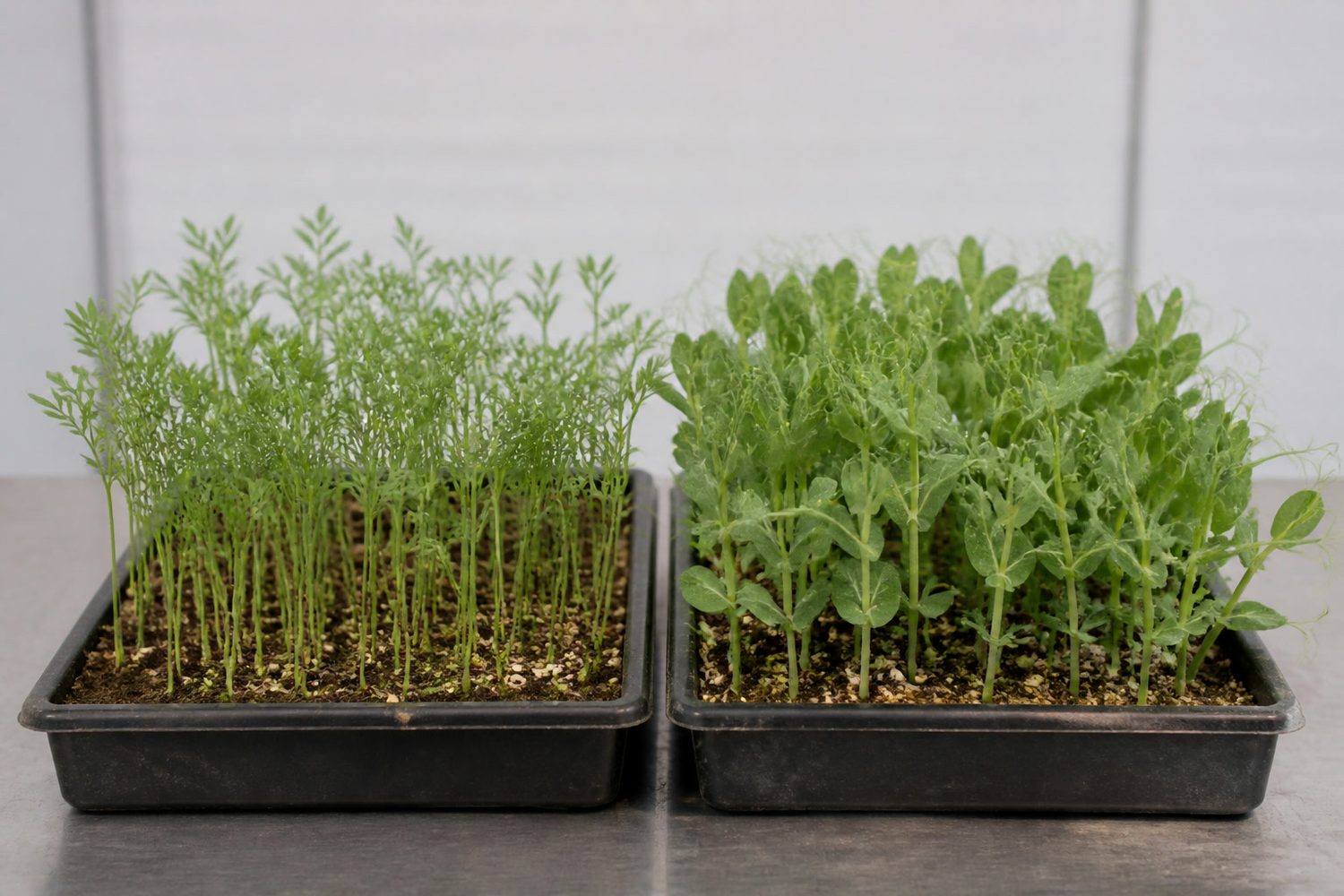 Two 1020 trays photographed side on at canopy height, lentil on the left with slender stems and small paired lacy leaflets, pea shoots on the right with visibly larger leaflets and curling tendrils, both pale green and similar in height