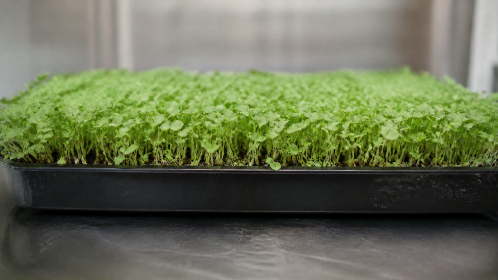 A 1020 tray of lettuce microgreens at harvest stage photographed side on at canopy height, showing a soft even carpet of pale green delicate lettuce-like leaves on fine short stems, noticeably softer and less upright than a brassica stand