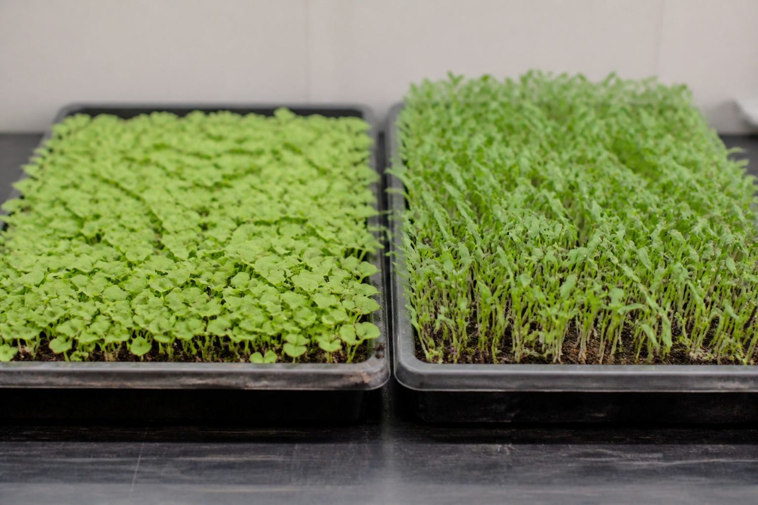 Two 1020 trays photographed side on at canopy height, lettuce on the left as a soft pale green carpet of delicate rounded leaves, arugula on the right with a more upright stand and narrower leaves, the two similar enough at cotyledon stage to be hard to separate