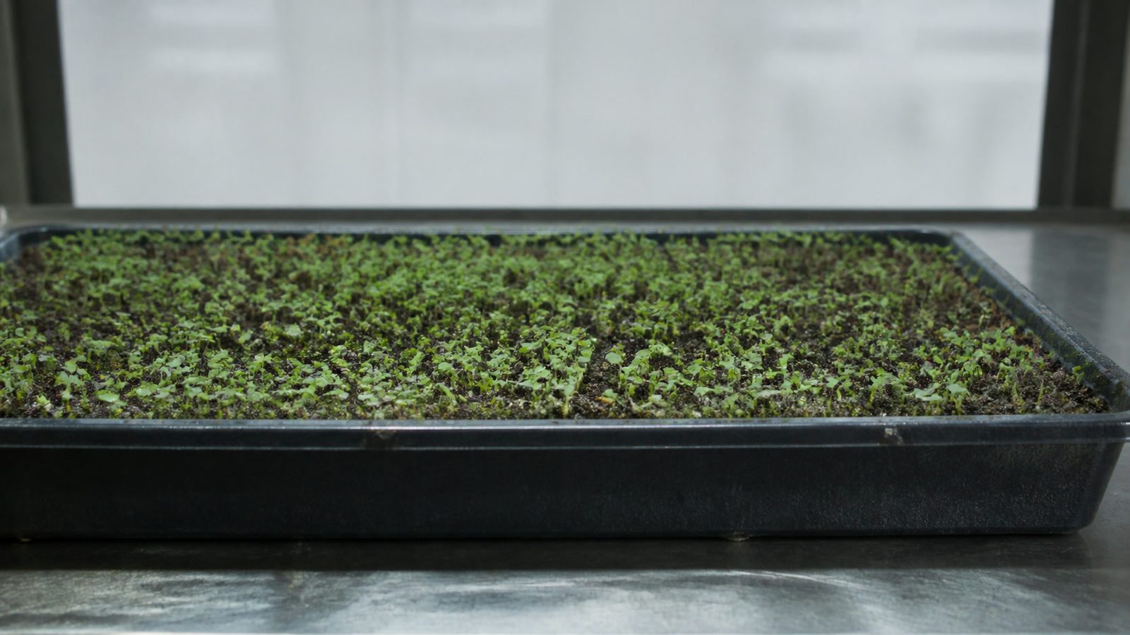 A 1020 tray of spearmint microgreens photographed side on at canopy height, showing a low sparse stand of very small soft rounded green seedling leaves on short fine stems, far thinner and shorter than a brassica canopy, with visible growing medium between the seedlings