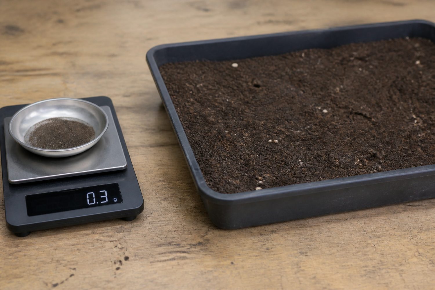 A digital jeweller's scale on a working bench reading 0.3 grams of spearmint seed in a shallow dish, the seed appearing as a fine dark dust barely covering the base of the dish, with an empty 1020 tray of levelled growing medium beside it