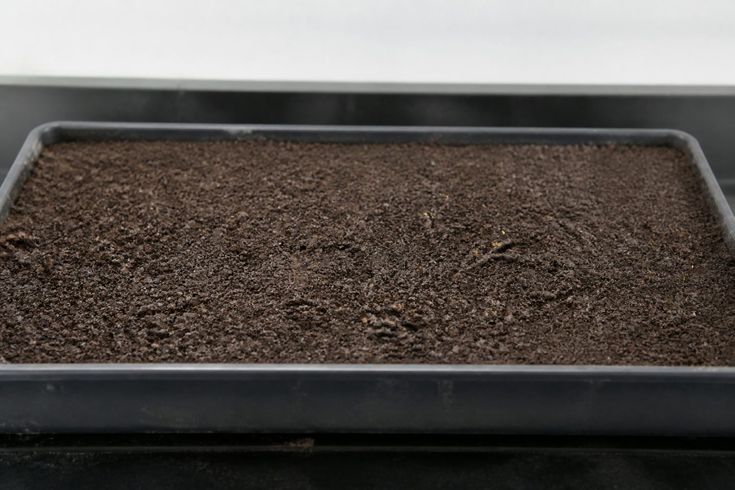 A 1020 tray of levelled dark growing medium photographed side on at surface height on day eight after sowing mint, showing bare medium with only a scattering of tiny pale seedlings just breaking the surface and no visible canopy at all