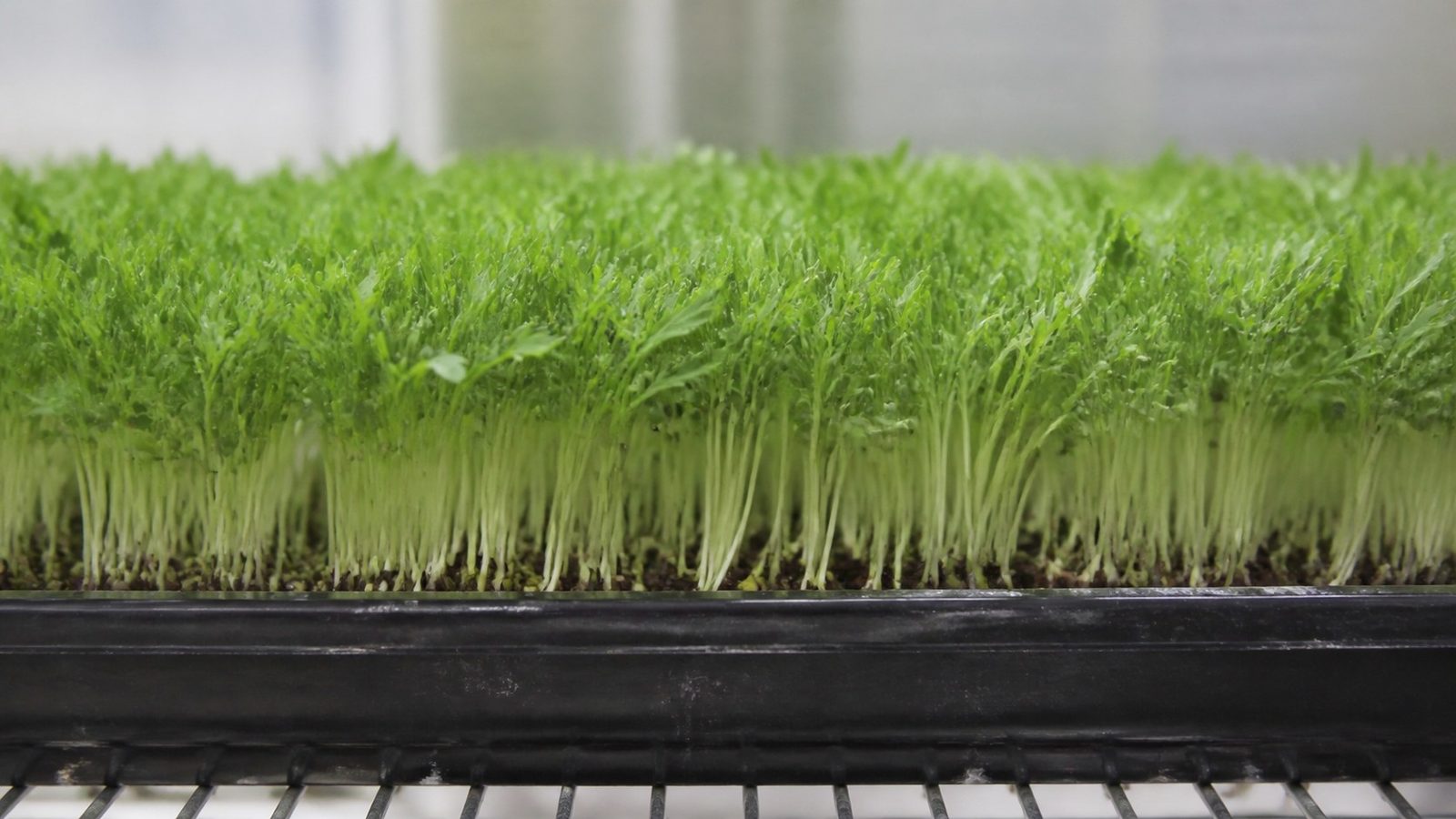 A 1020 tray of mizuna microgreens at first true leaf photographed side on at canopy height, showing a dense even bright green stand on fine pale stems, with narrow angular toothed true leaves emerging above the rounded cotyledons