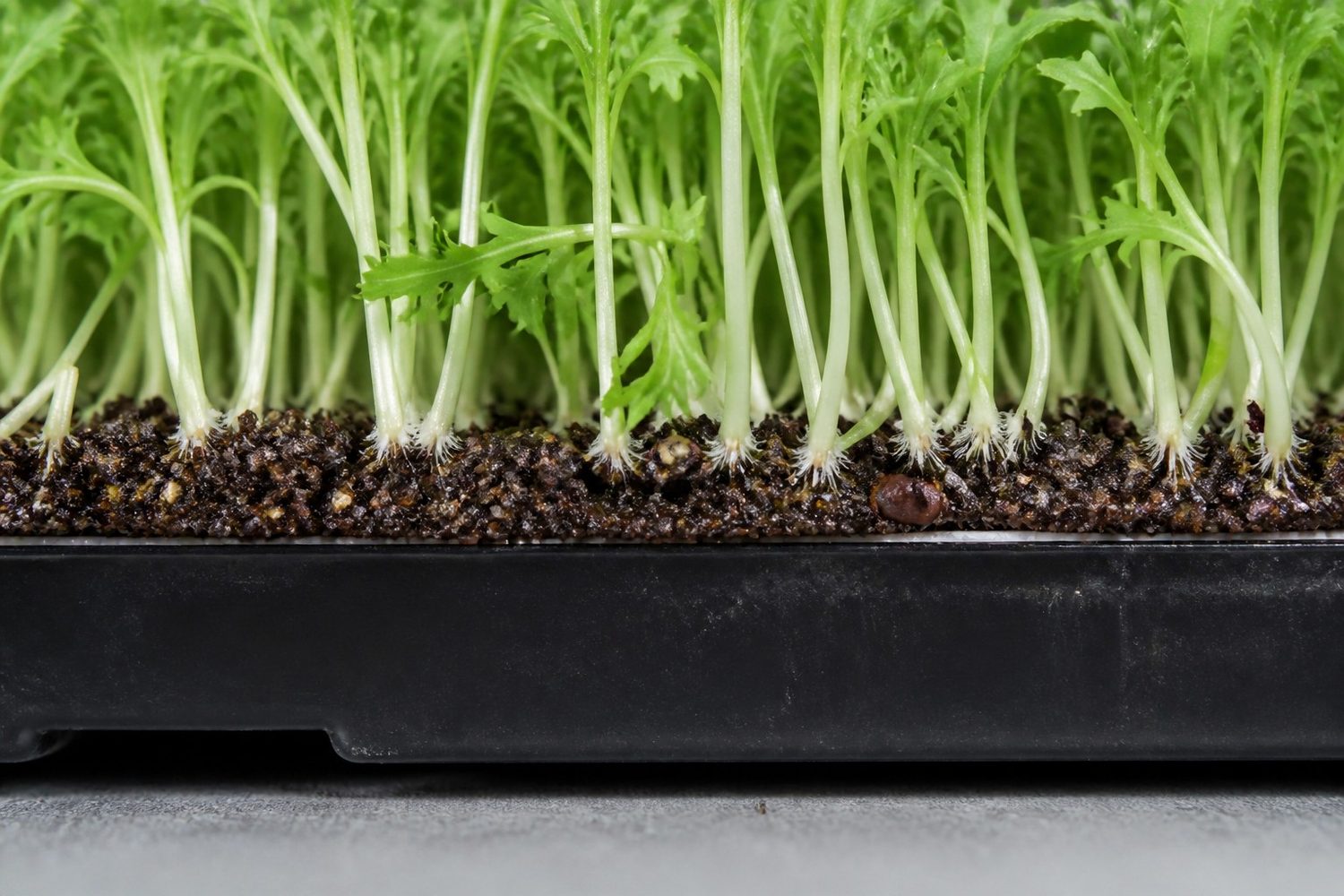 A close side-on macro photograph at the medium line of a mizuna microgreen tray, showing fine uniform white root hairs confined to the base of the pale stems with no growth climbing the stems and no discoloration