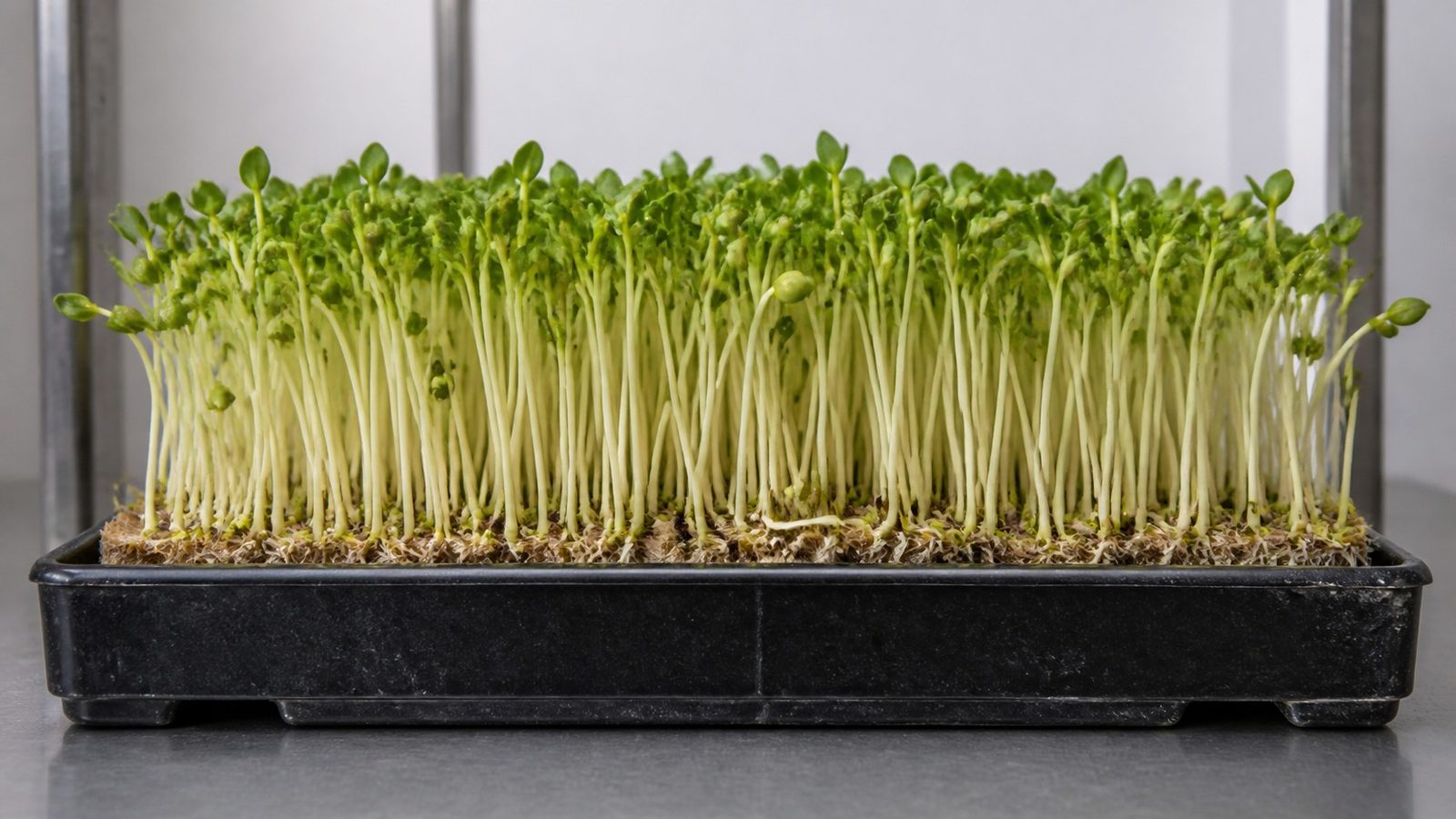 A 1020 tray of mung bean shoots at harvest photographed side on at canopy height, showing thick pale white stems topped by paired green leaves, with green bean hulls still clinging to some leaf pairs and a dense white root mat at the medium line
