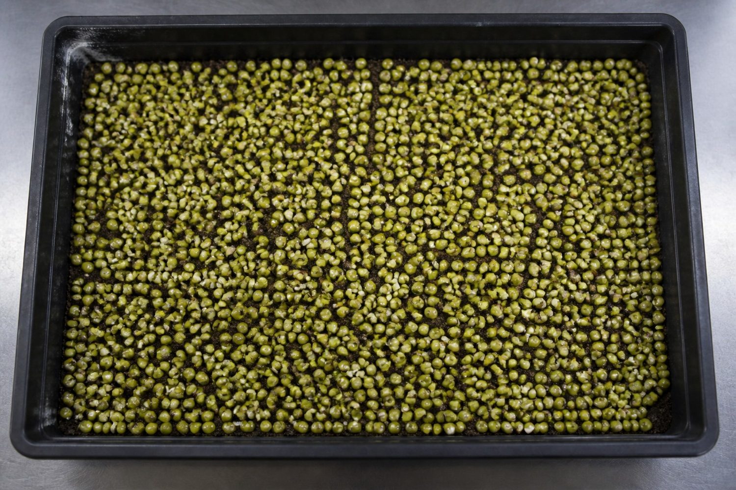 A 1020 tray of soaked mung beans photographed from above before covering, showing swollen pale green beans spread in a single even course across levelled dark growing medium with no beans stacked on top of one another