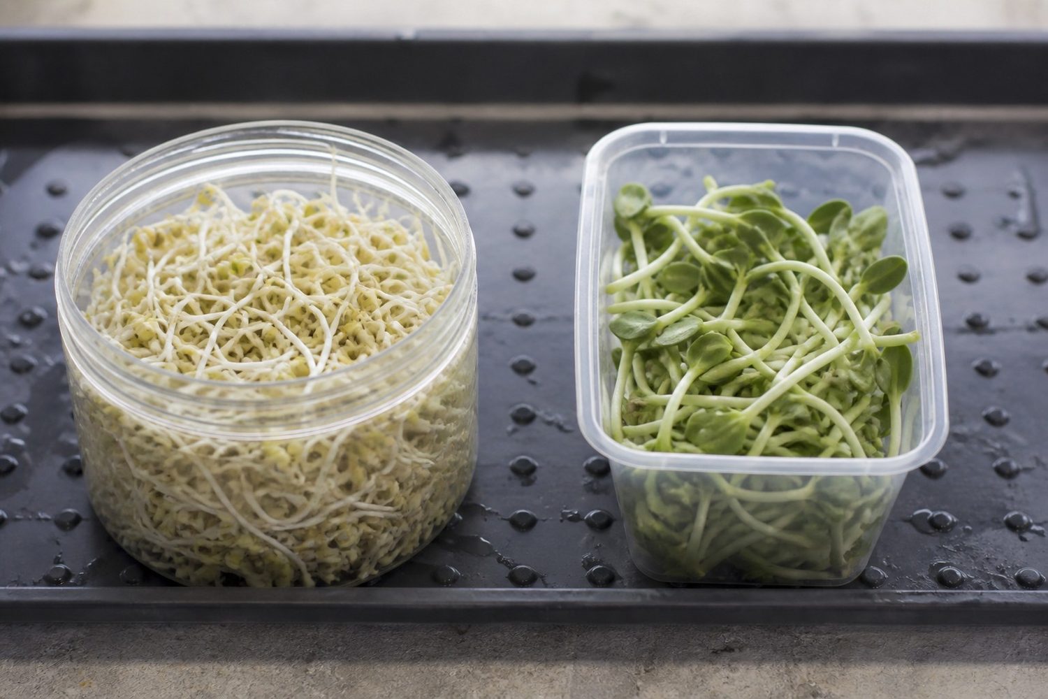 Two containers side by side, a jar of pale whole mung bean sprouts with long white tails on the left and a cut handful of mung bean shoots with thick pale stems and paired green leaves on the right, photographed at the same scale on a working bench
