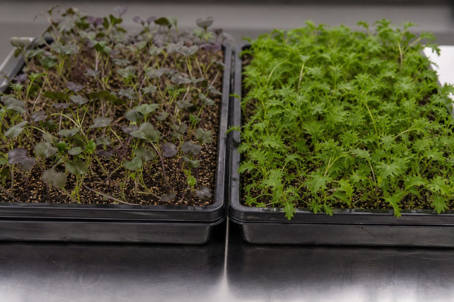 Two 1020 trays side by side at harvest, Garnet Giant on the left with dark purple cotyledons and slightly toothed purple-splashed true leaves, Wasabina on the right with a heavily frilled ruffled bright green leaf, both on fine pale stems in a sprawling canopy