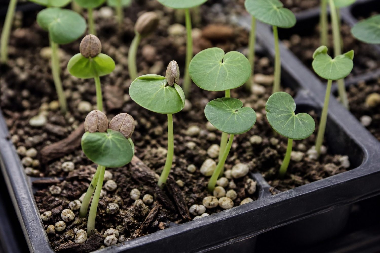 A close photograph of nasturtium seedlings at the canopy showing several round shield-shaped leaves with the split brown seed coat still clinging to them, beside neighboring seedlings that have shed cleanly