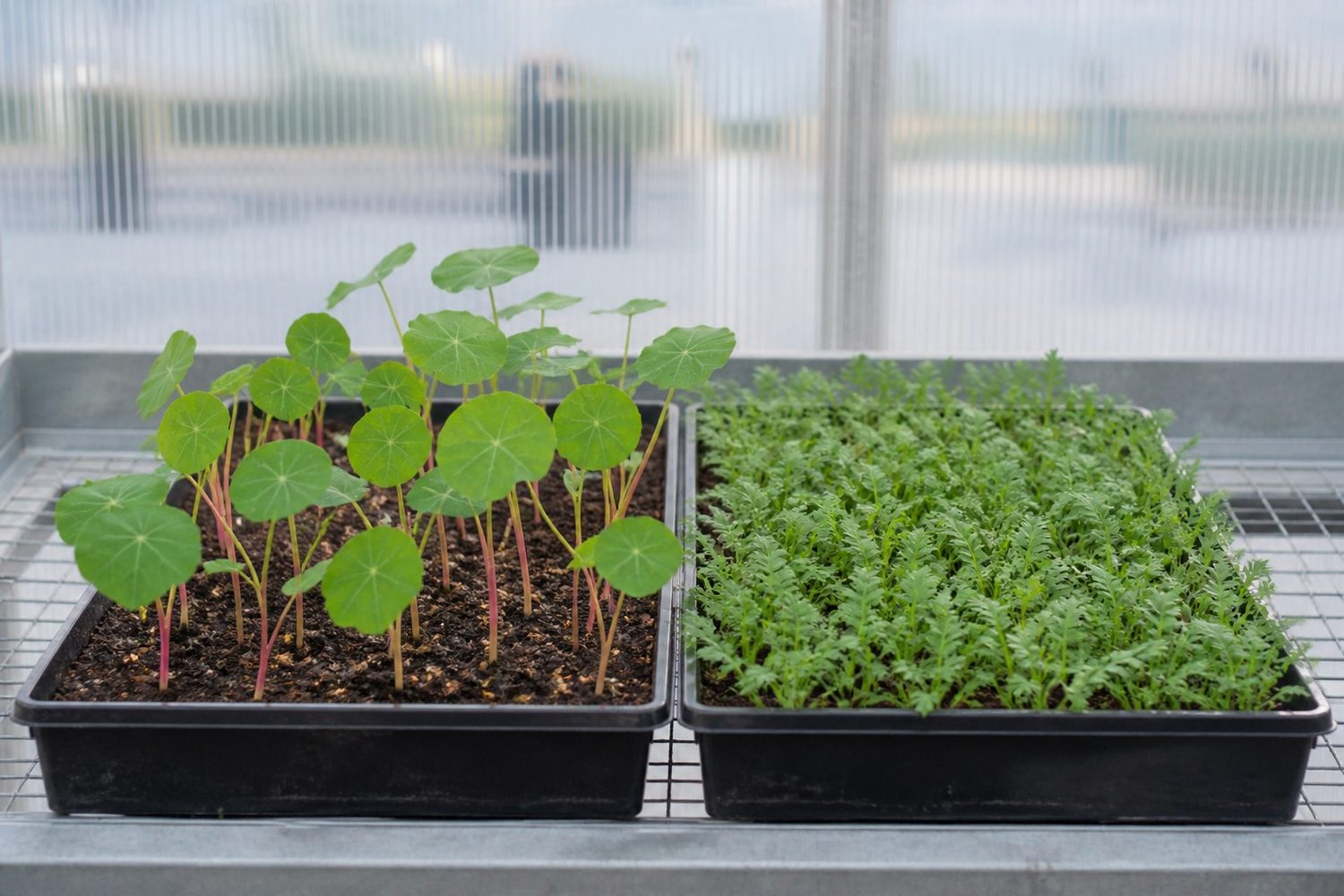 Two 1020 trays photographed side on at canopy height, nasturtium on the left with round shield-shaped leaves on thick stems that flush vivid pink-red toward the medium, spaced individually apart, and a dense fine-leaved brassica tray on the right forming a solid carpet at half the height