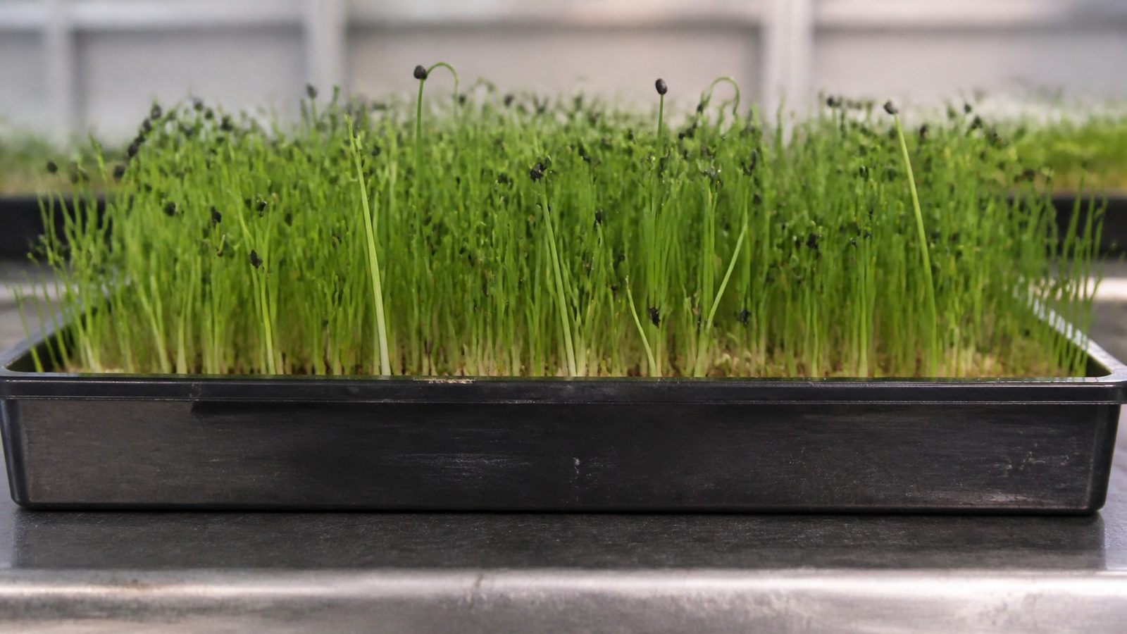 A 1020 tray of onion microgreens at harvest photographed side on at canopy height, showing a stand of thin grass-like single green leaves with pale white bases, many still curved over in a loop and most of them carrying a small black seed coat clamped on the tip, which speckles the whole canopy black